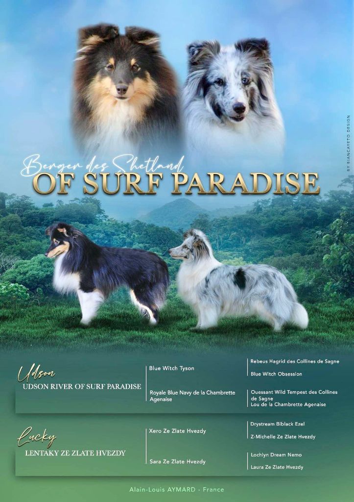 chiot Shetland Sheepdog Of surf paradise