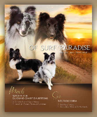 Of surf paradise - Shetland Sheepdog - Portée née le 02/03/2023