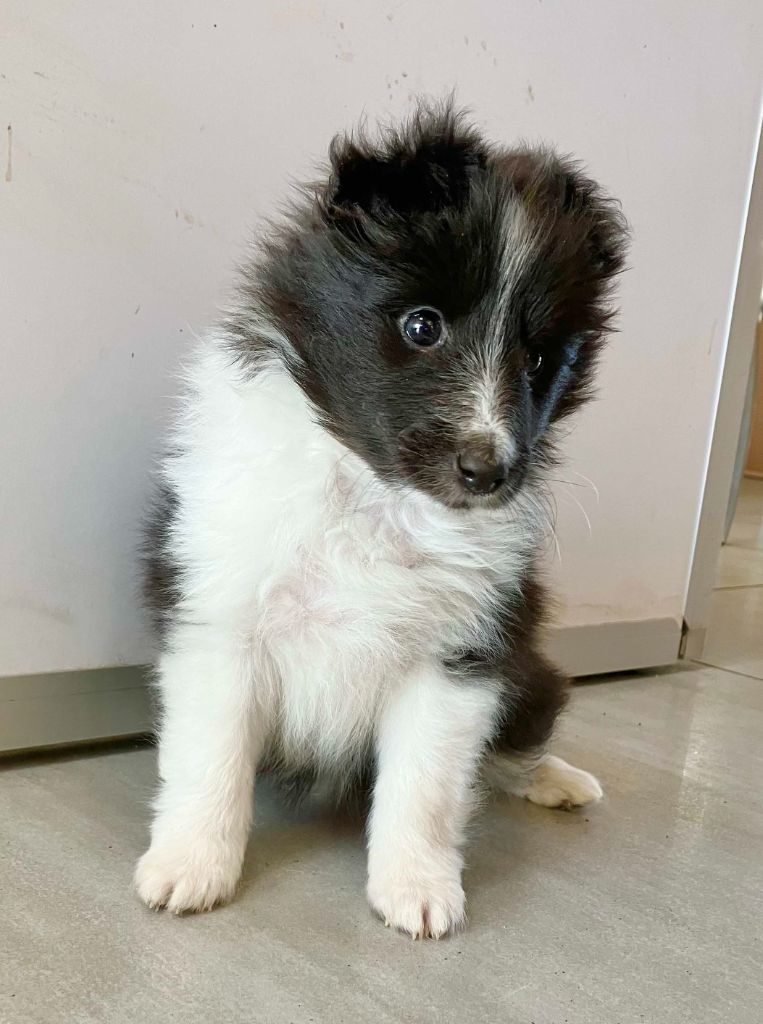 Of surf paradise - Chiot disponible  - Shetland Sheepdog