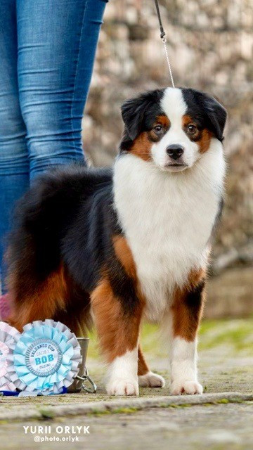 Weston j'm Of surf paradise