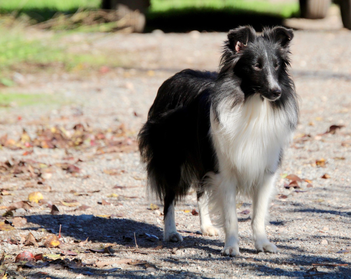 VOLTIGE Of surf paradise