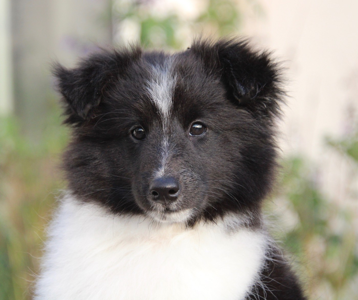 ALTHEA Of surf paradise