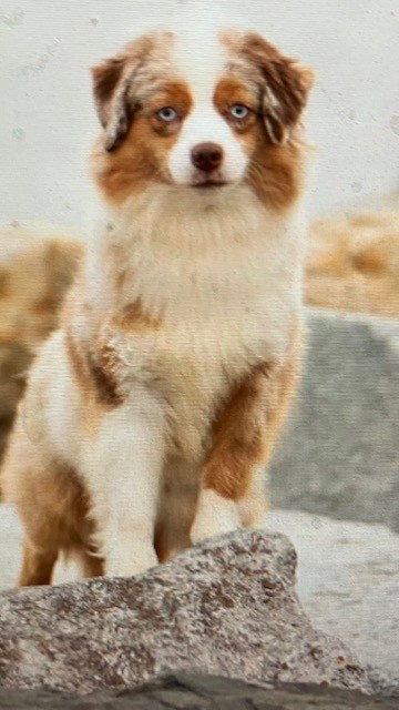 UNEKSIA PUNAINEN Of surf paradise