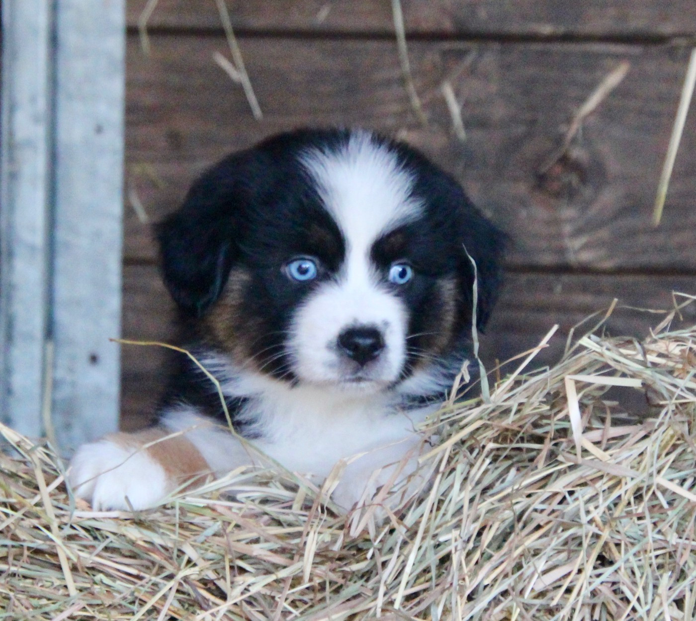 VOULEZ-VOUS Of surf paradise