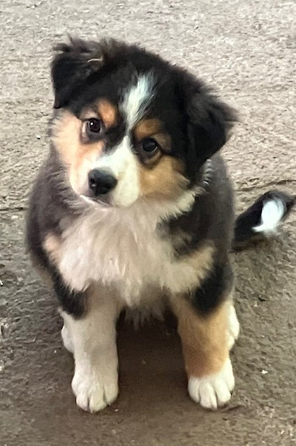 ASPHALTE STREET ART Of surf paradise