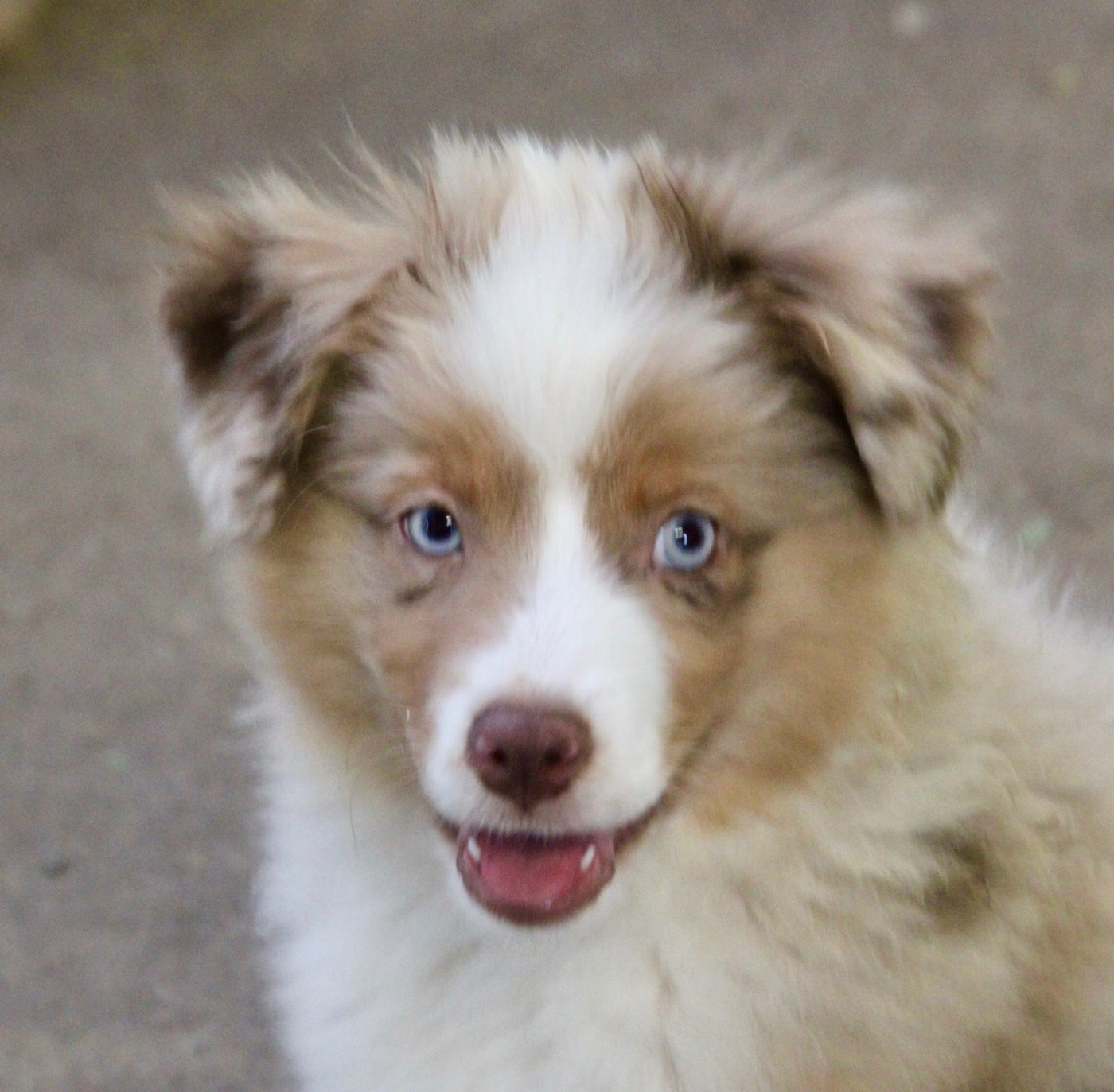 AIR FORCE ONE Of surf paradise