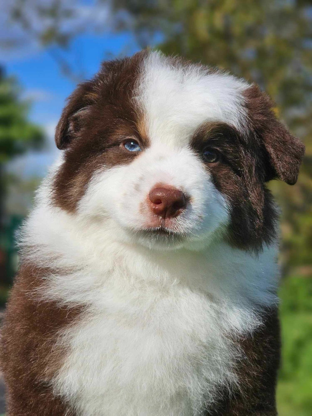 full throttle FIESTA dite VOLGA