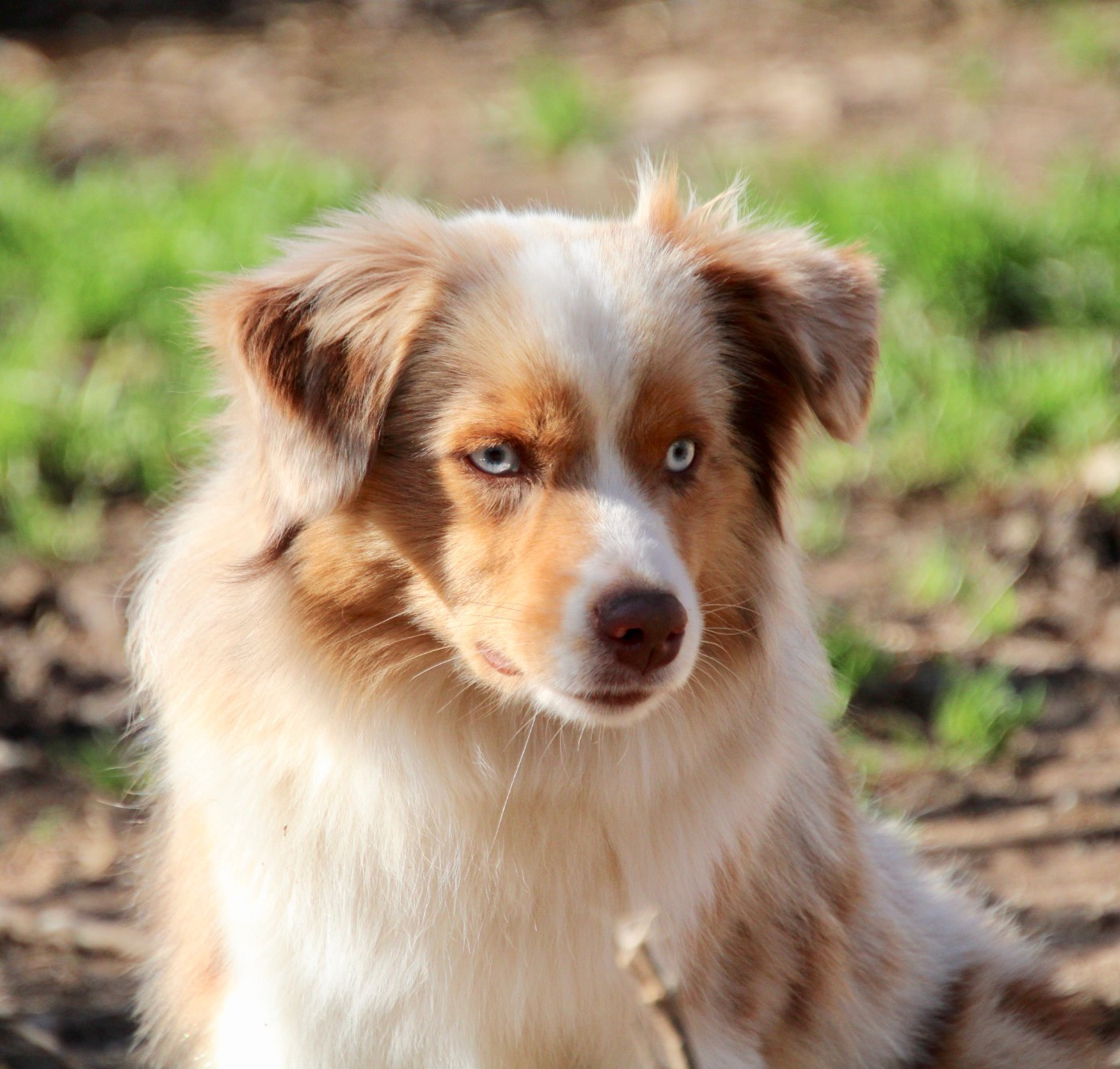 AIR FORCE ONE Of surf paradise
