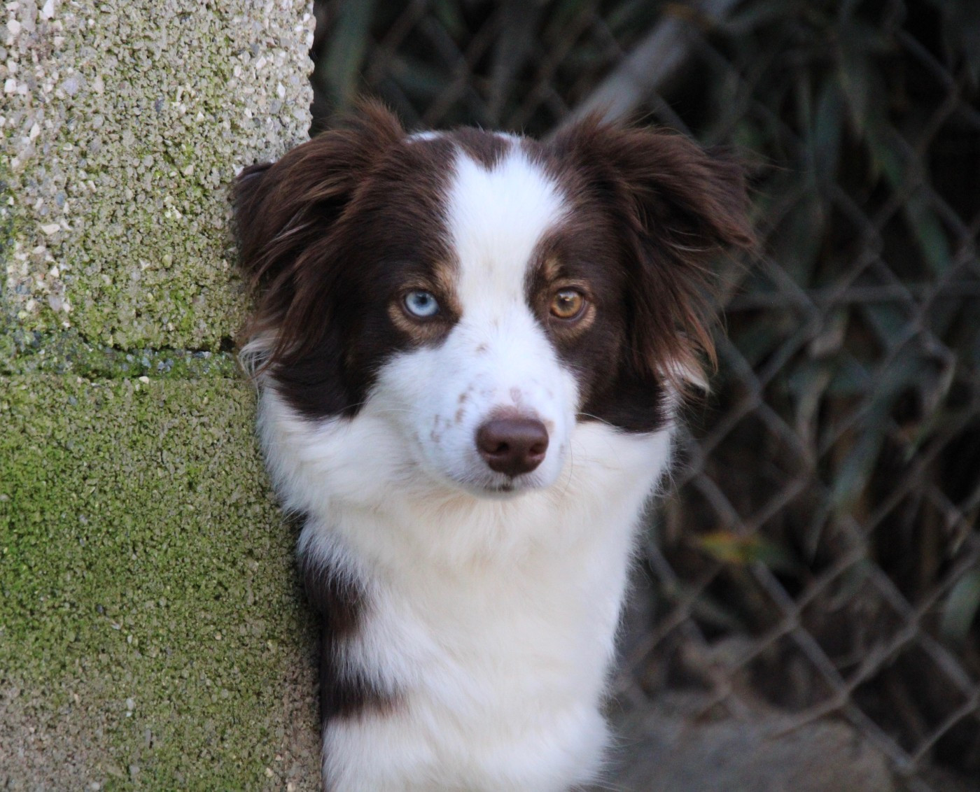 full throttle FIESTA dite VOLGA