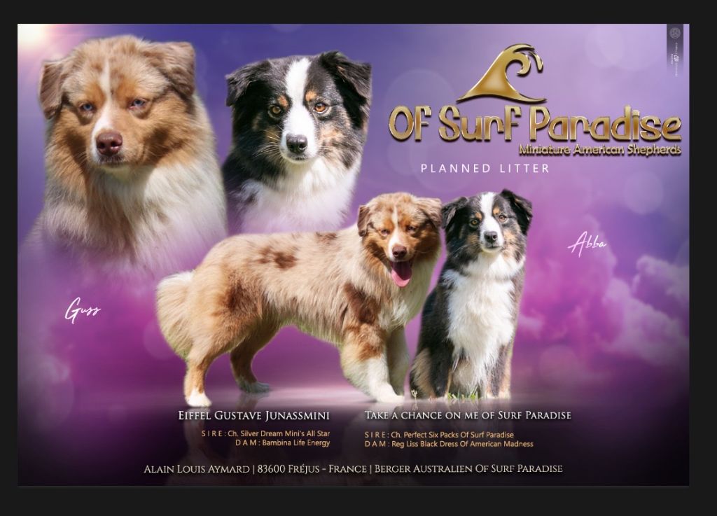Of surf paradise - Disponibilité de chiots B.A.M. 
