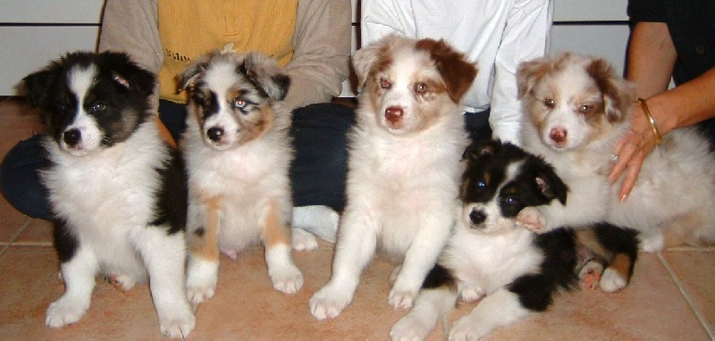 Portée/ Chiot