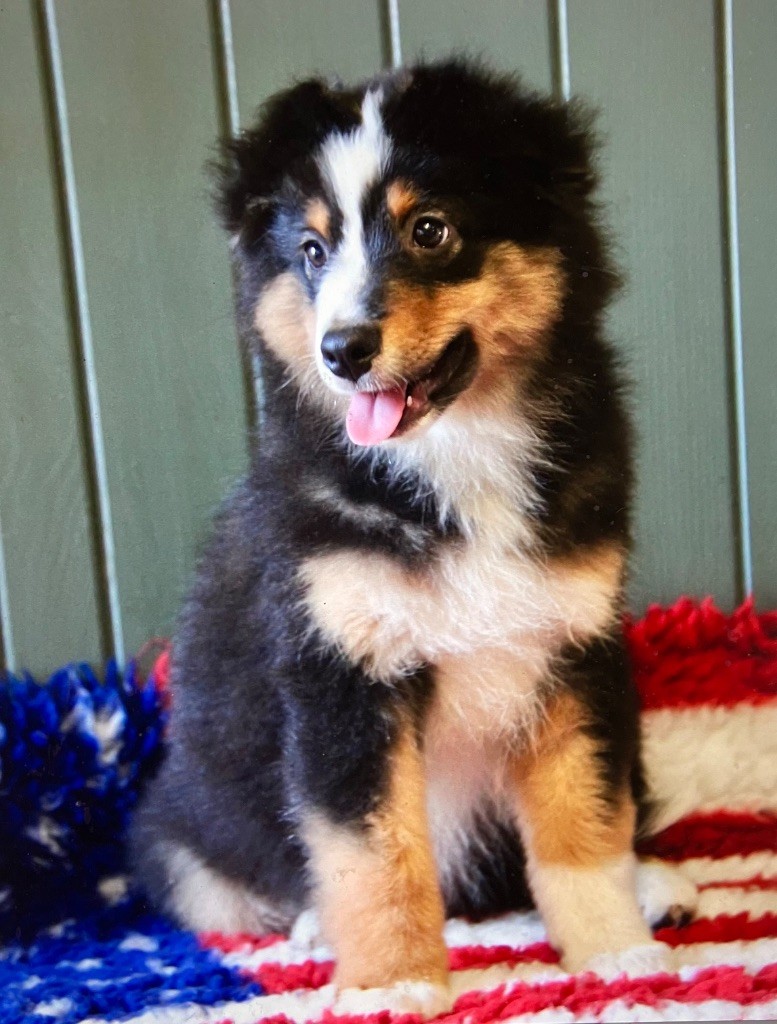 Of surf paradise - Chiots disponibles - Berger Américain Miniature 