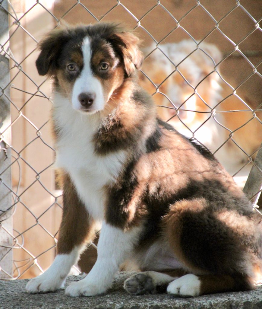 Of surf paradise - Chiots disponibles - Berger Américain Miniature 