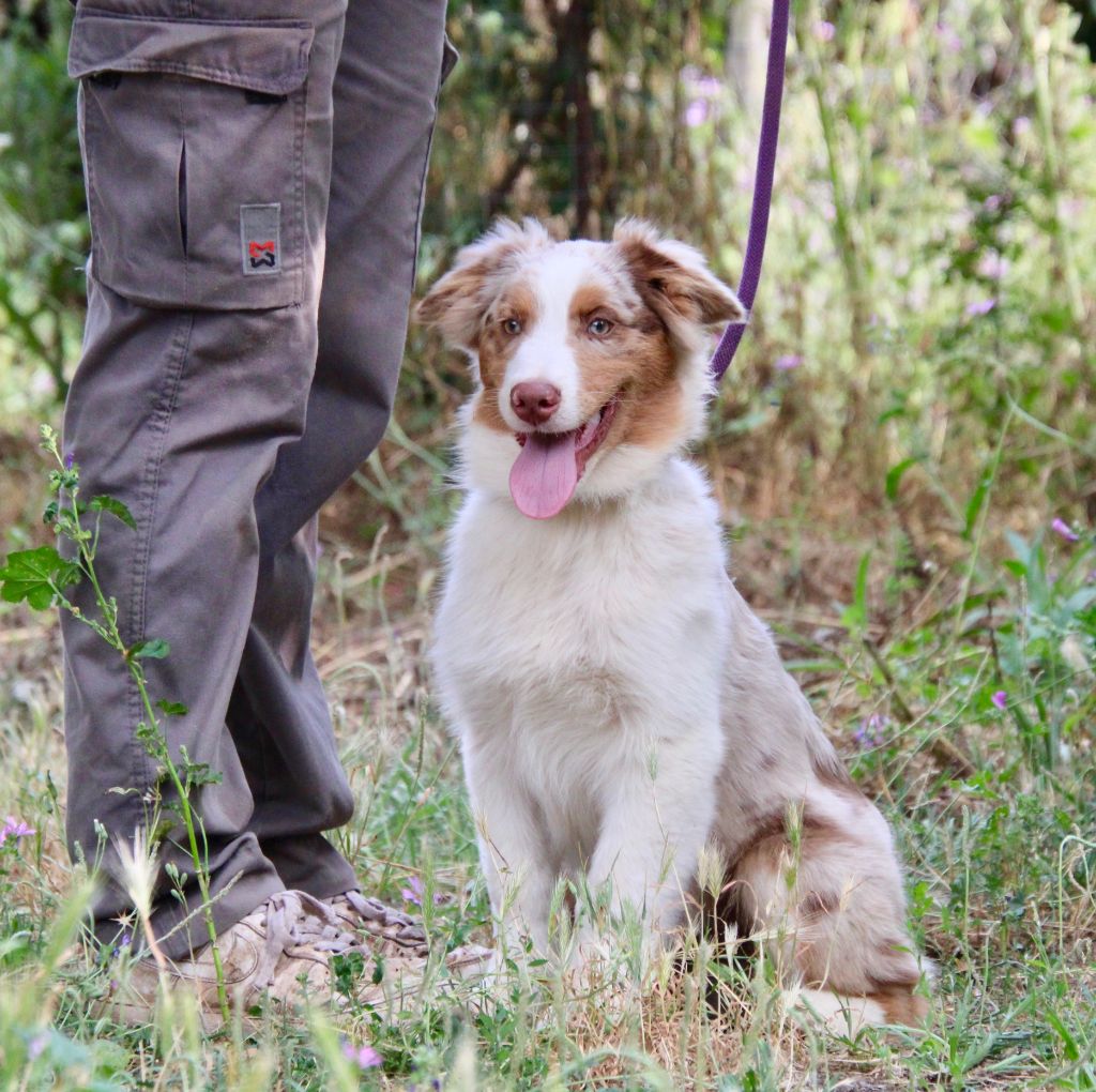 Of surf paradise - Chiots disponibles - Berger Australien