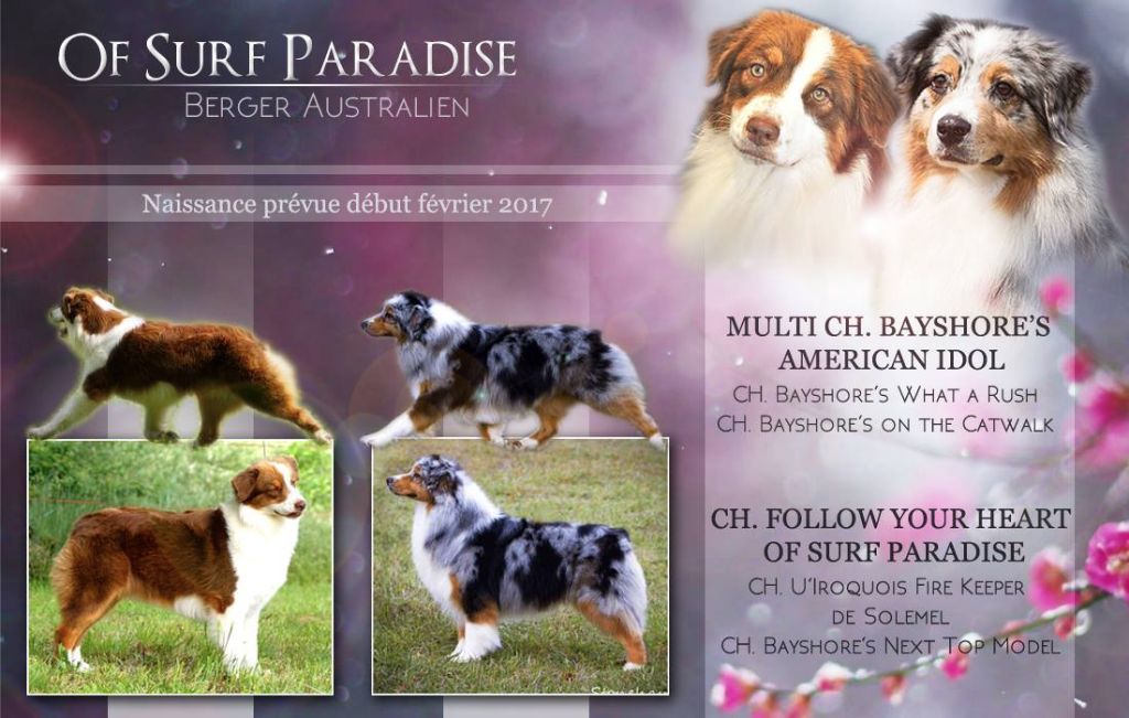 Chiot Berger Australien Of surf paradise