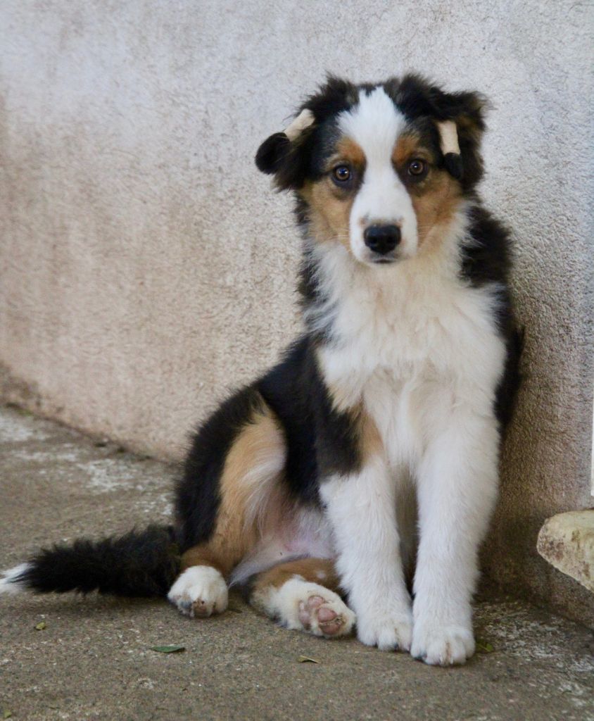 Of surf paradise - Chiots disponibles - Berger Américain Miniature 