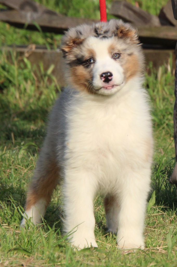 Of surf paradise - Chiots disponibles - Berger Australien