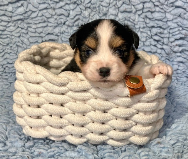 Of surf paradise - Chiots disponibles - Berger Américain Miniature 