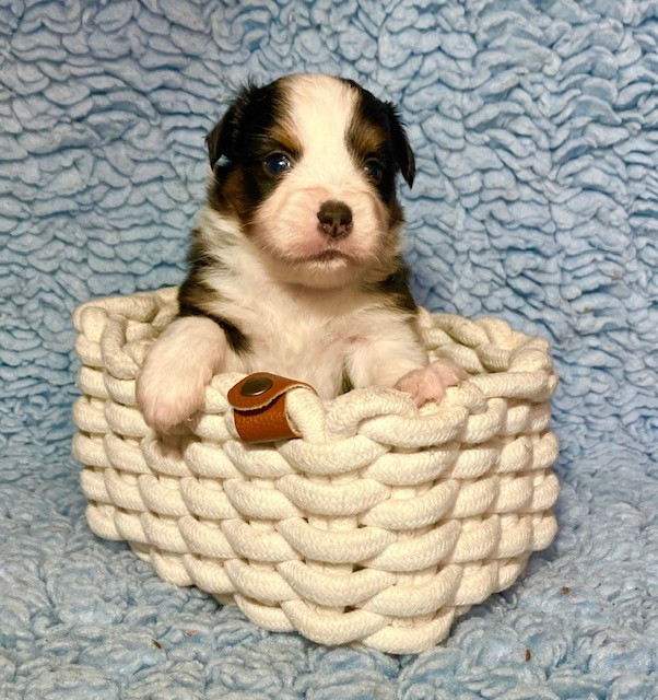 Of surf paradise - Chiots disponibles - Berger Américain Miniature 