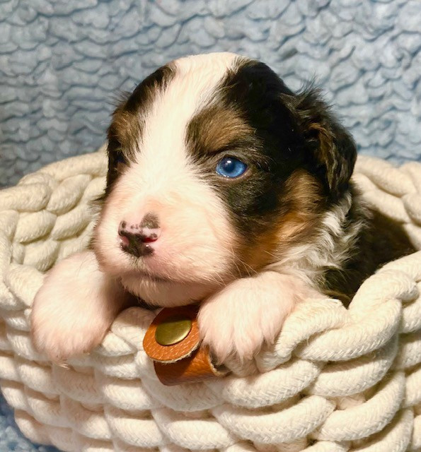 Of surf paradise - Chiots disponibles - Berger Américain Miniature 