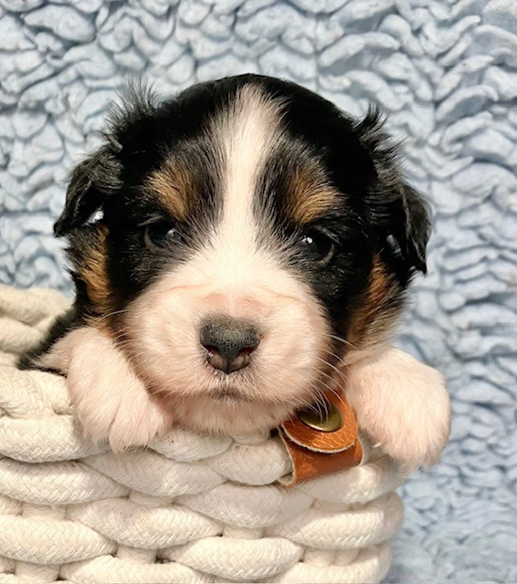 Of surf paradise - Chiots disponibles - Berger Américain Miniature 