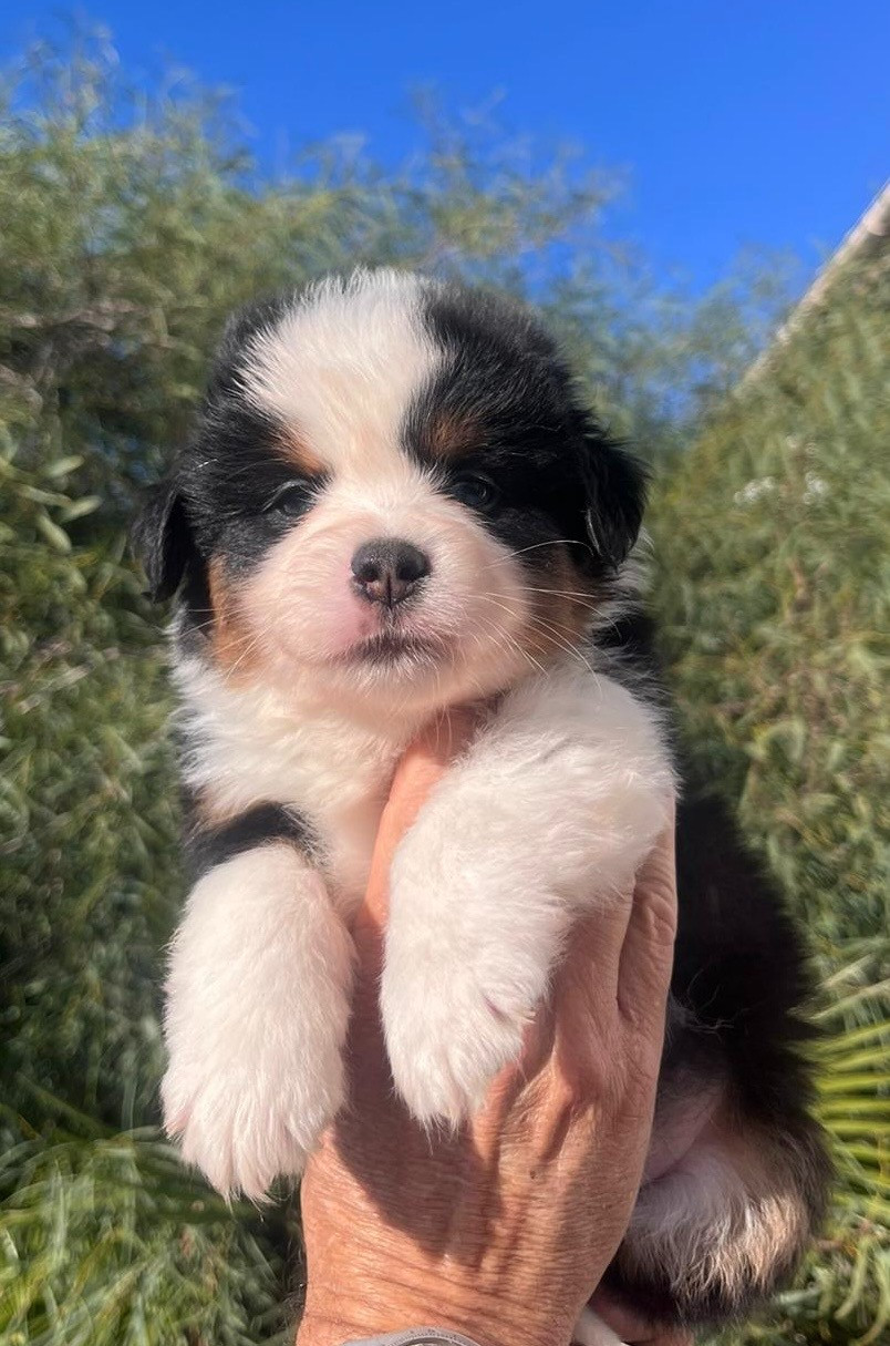 Of surf paradise - Chiots disponibles - Berger Américain Miniature 