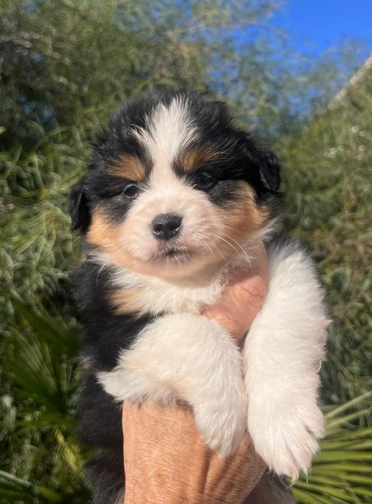 Of surf paradise - Chiots disponibles - Berger Américain Miniature 