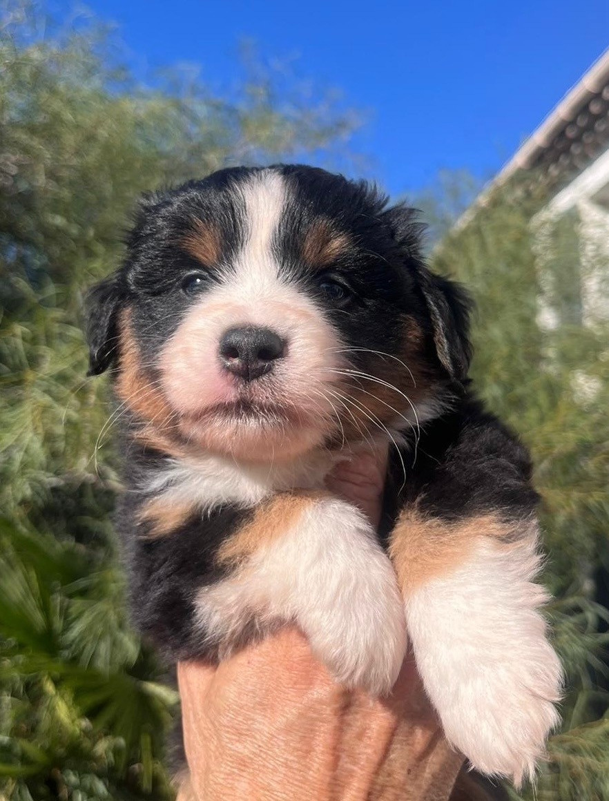 Of surf paradise - Chiots disponibles - Berger Américain Miniature 