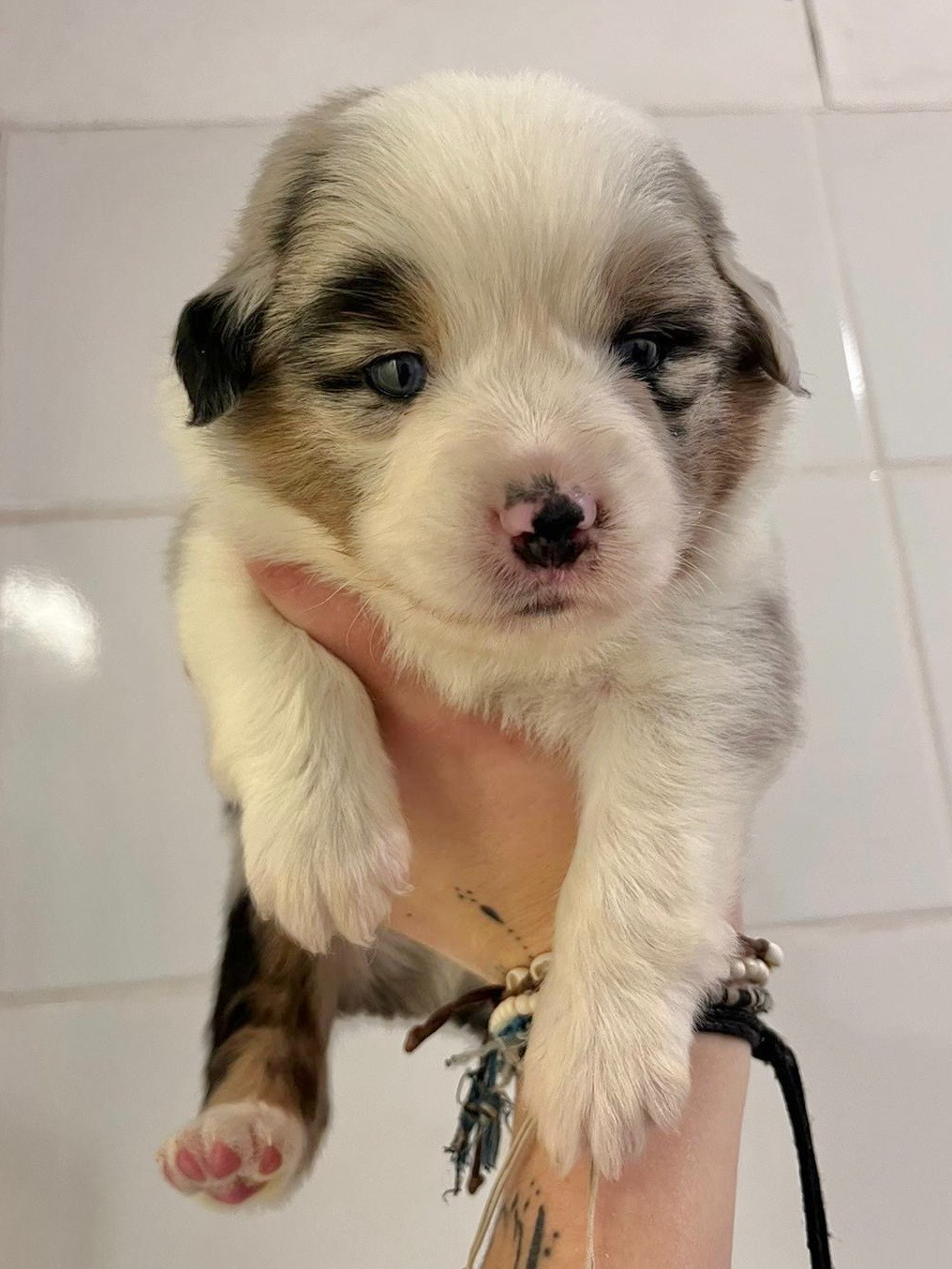 Of surf paradise - Chiots disponibles - Berger Américain Miniature 