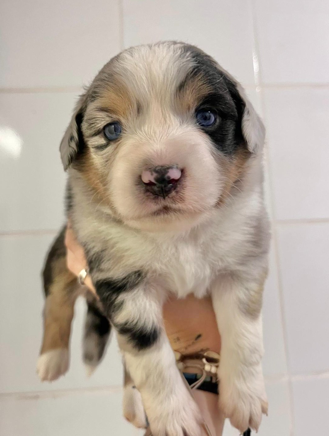 Of surf paradise - Chiots disponibles - Berger Américain Miniature 