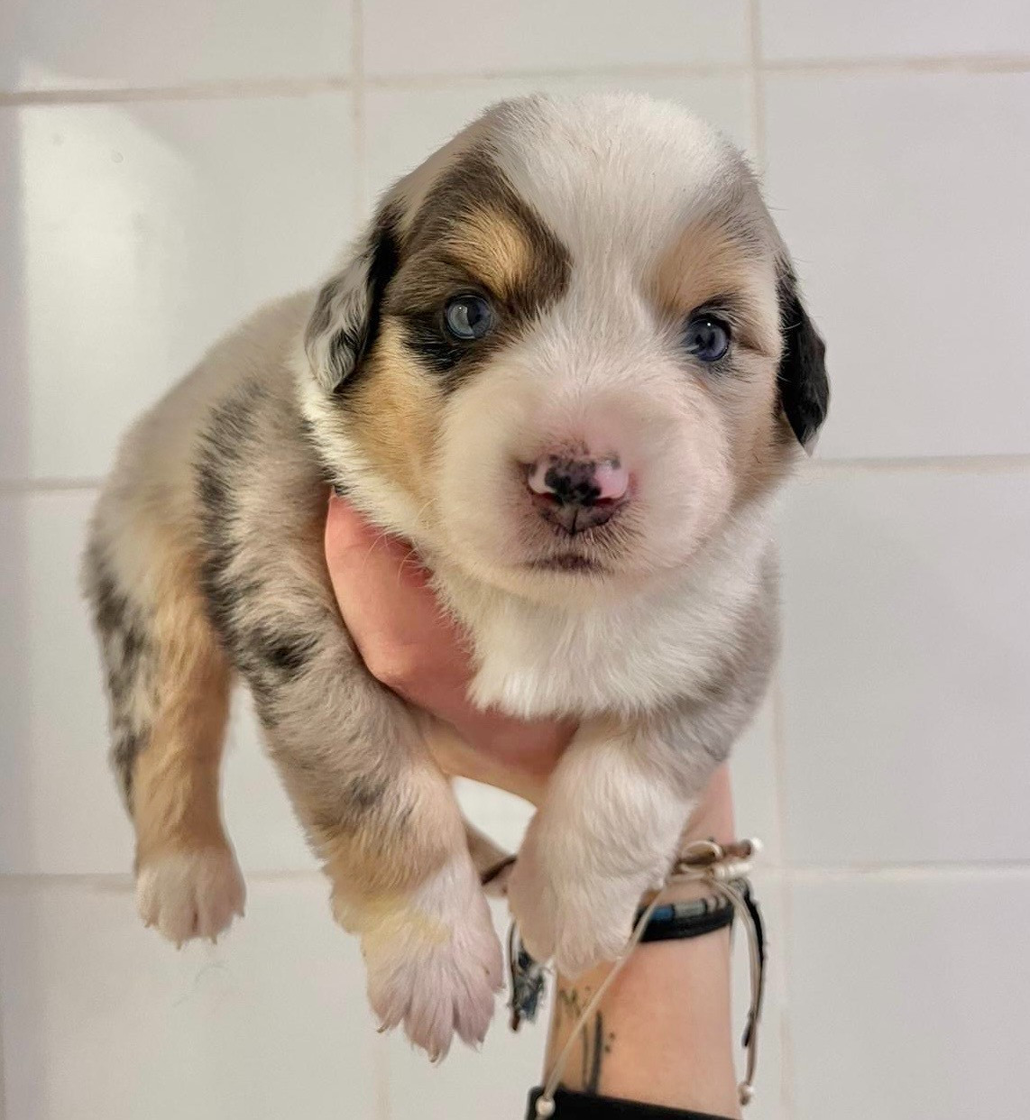 Of surf paradise - Chiots disponibles - Berger Américain Miniature 