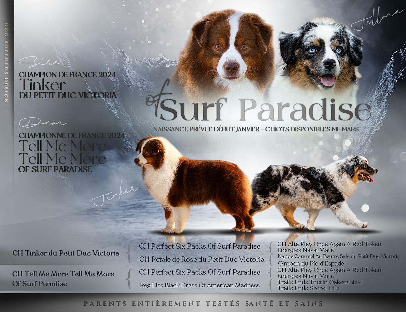 Chiot Berger Américain Miniature  Of surf paradise