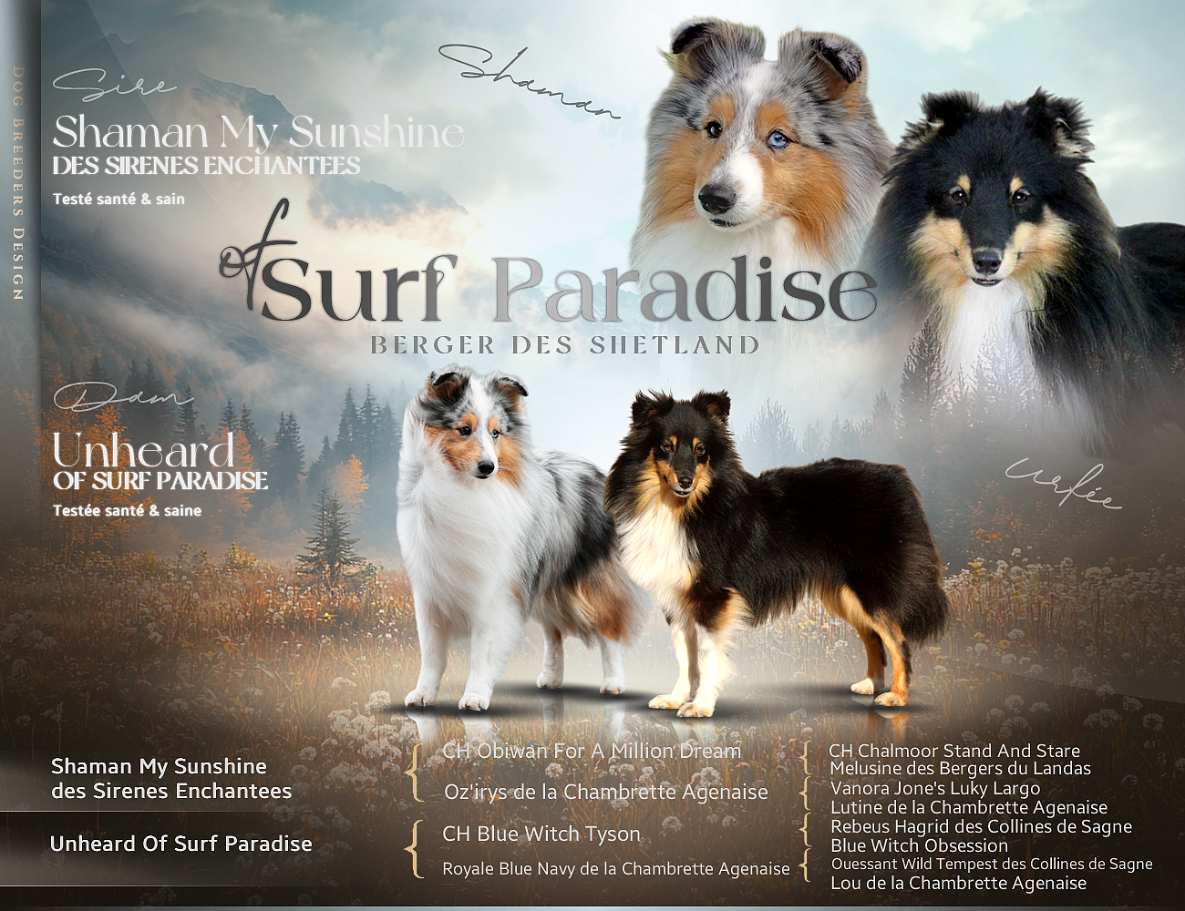 Chiot Shetland Sheepdog Of surf paradise