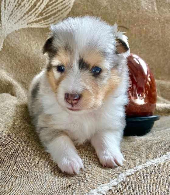 Of surf paradise - Chiots disponibles - Shetland Sheepdog
