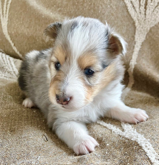 Of surf paradise - Chiots disponibles - Shetland Sheepdog