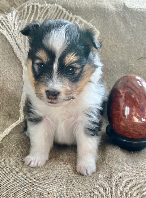 Of surf paradise - Chiots disponibles - Shetland Sheepdog