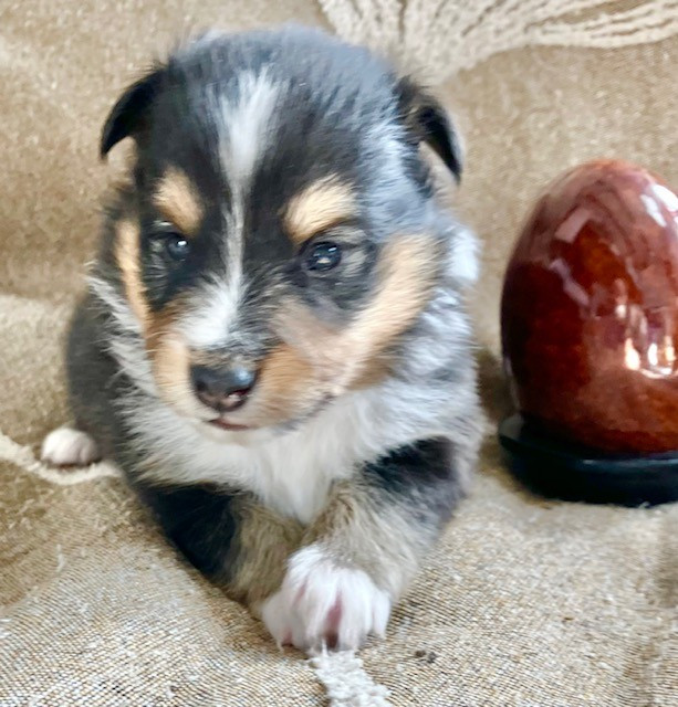 Of surf paradise - Chiots disponibles - Shetland Sheepdog