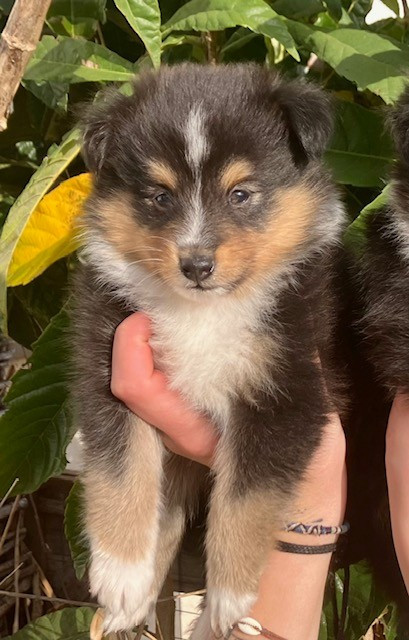 Of surf paradise - Chiots disponibles - Shetland Sheepdog