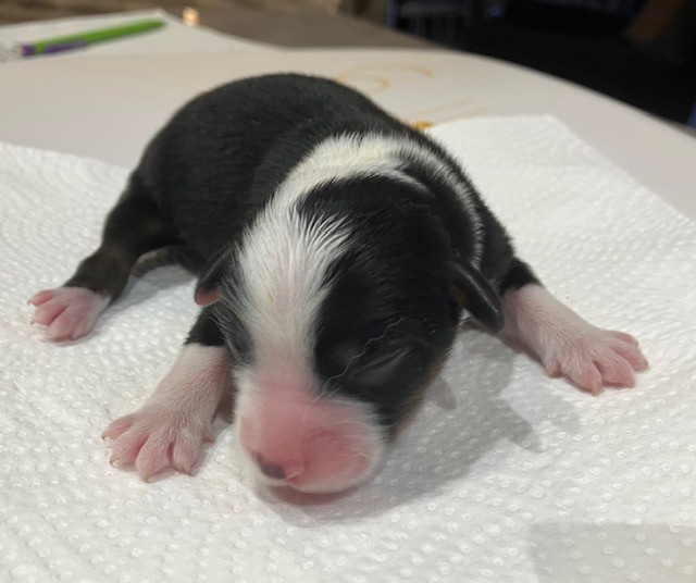 Of surf paradise - Chiots disponibles - Berger Américain Miniature 