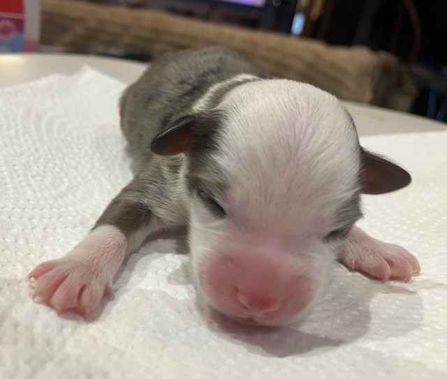 Of surf paradise - Chiots disponibles - Berger Américain Miniature 