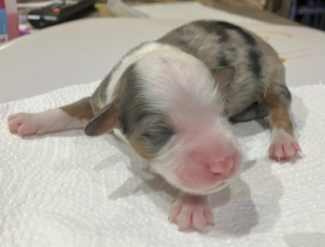 Of surf paradise - Chiots disponibles - Berger Américain Miniature 