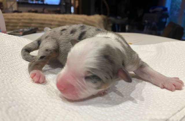 Of surf paradise - Chiots disponibles - Berger Américain Miniature 