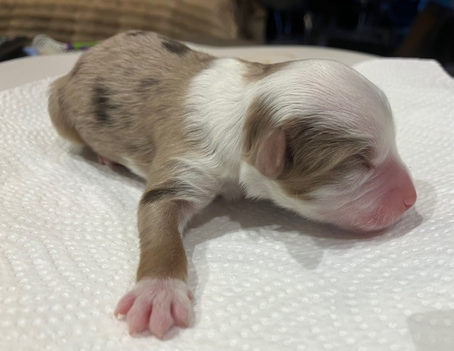 Of surf paradise - Chiots disponibles - Berger Américain Miniature 