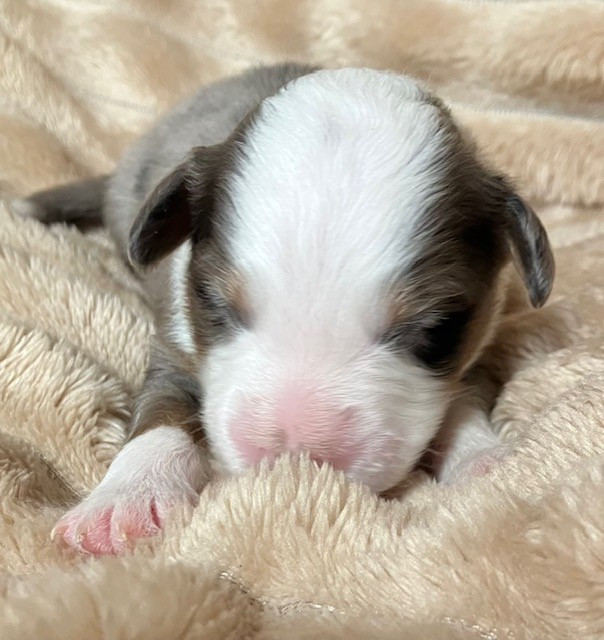 Of surf paradise - Chiots disponibles - Berger Américain Miniature 