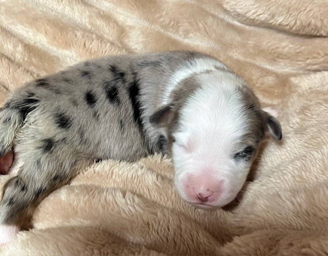 Of surf paradise - Chiots disponibles - Berger Américain Miniature 