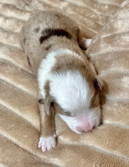 Of surf paradise - Chiots disponibles - Berger Américain Miniature 