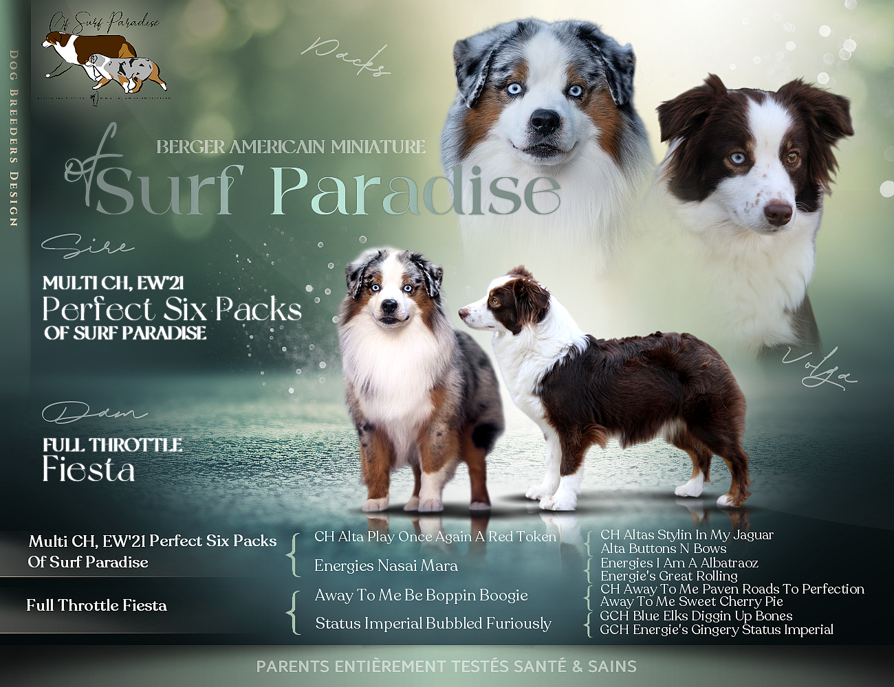 Chiot Berger Américain Miniature  Of surf paradise