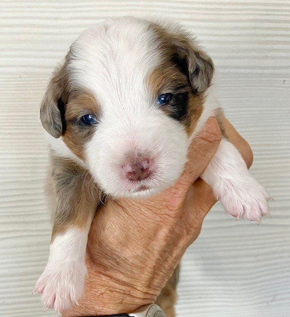 Of surf paradise - Chiots disponibles - Berger Américain Miniature 