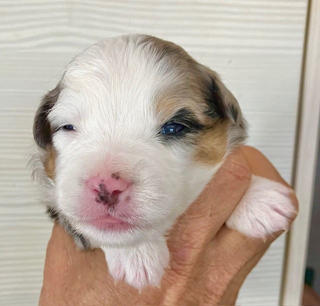 Of surf paradise - Chiots disponibles - Berger Américain Miniature 