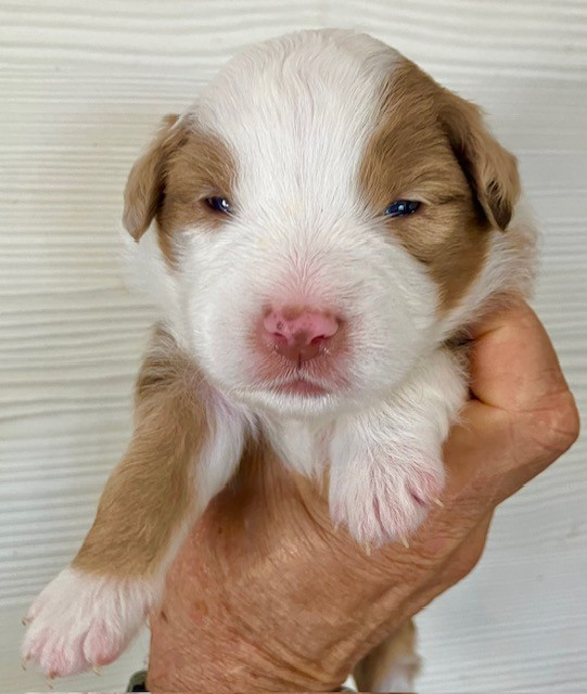 Of surf paradise - Chiots disponibles - Berger Américain Miniature 